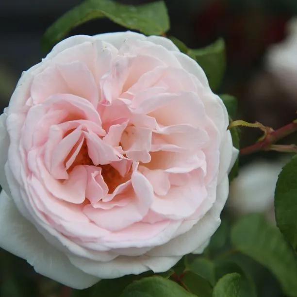 Prince Jardinier Floribunda Rose (Rosa Prince Jardinier) 1
